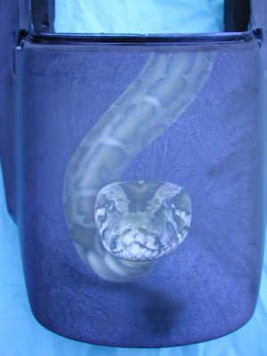 Snake on Rear Fender